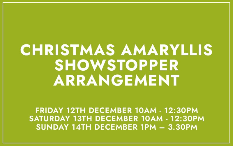 Christmas Amaryllis Showstopper Arrangement