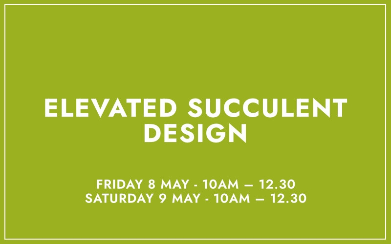 Elevated Succulent Design