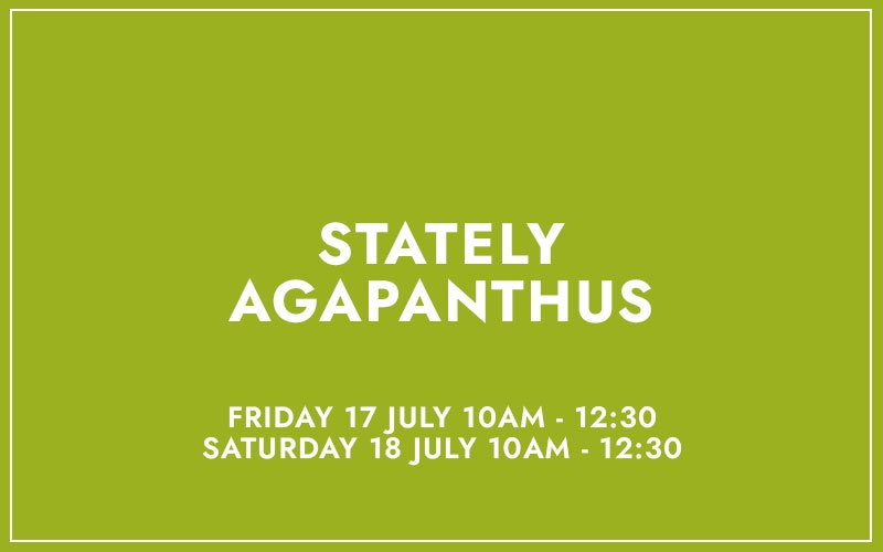 STATELY AGAPANTHUS