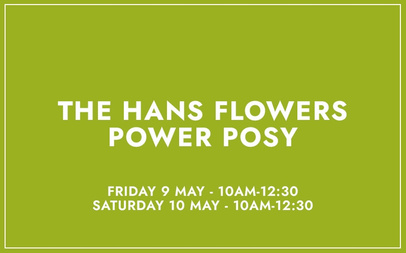 THE HANS FLOWERS POWER POSY