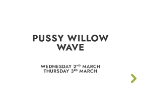 Pussy Willow Wave Workshop