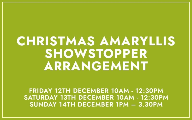 Christmas Amaryllis Showstopper Arrangement