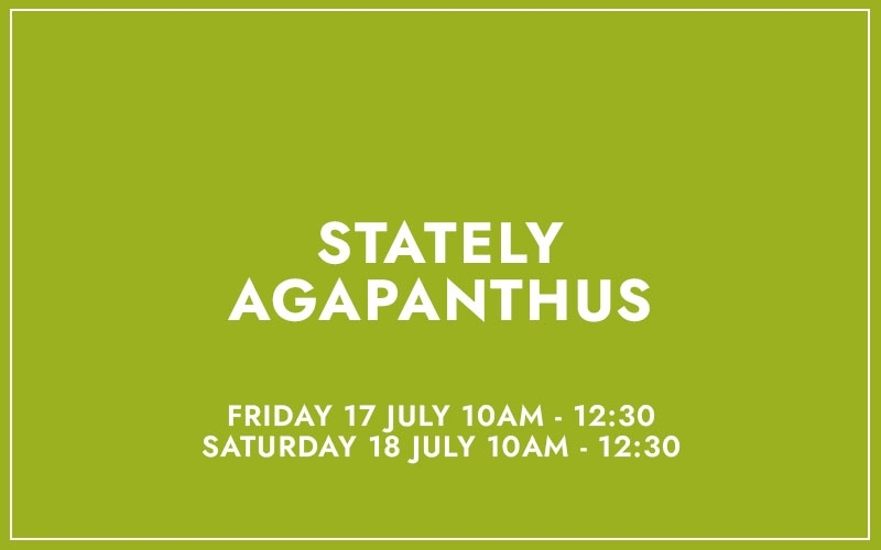 STATELY AGAPANTHUS