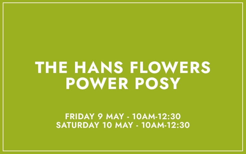 THE HANS FLOWERS POWER POSY